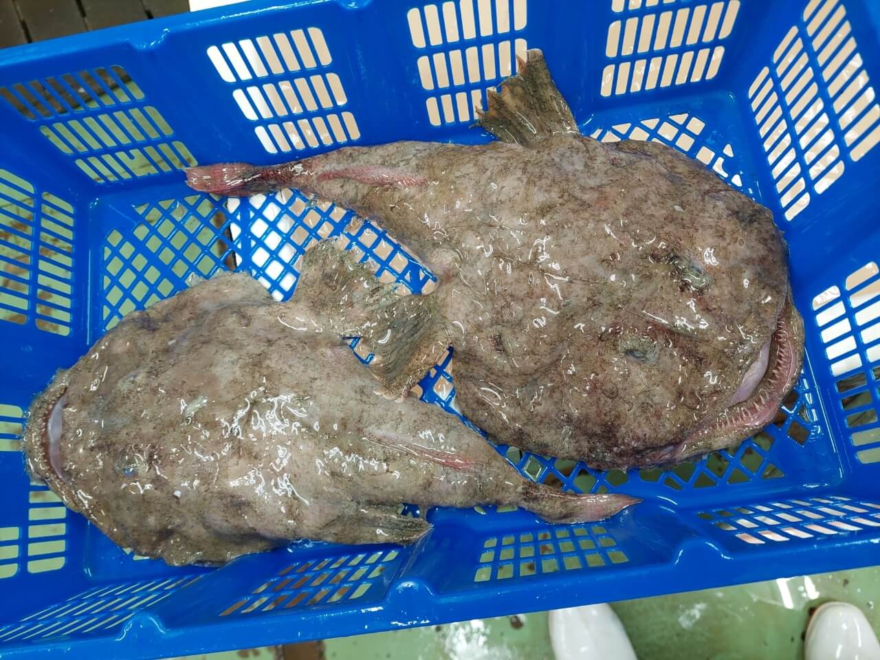 あんこう