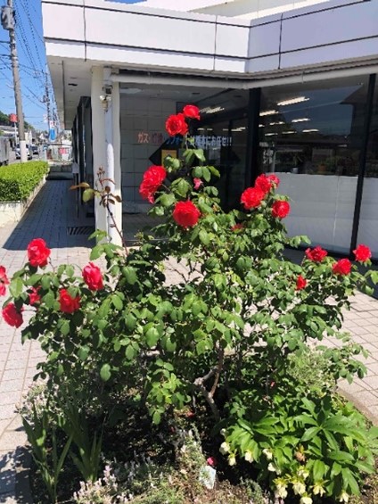 前橋営業所の薔薇