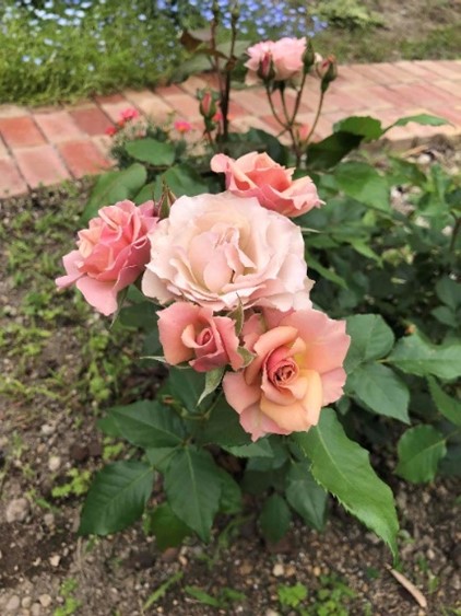 自宅の薔薇 1