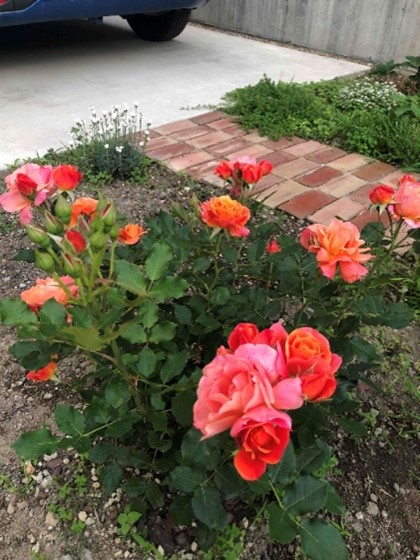 自宅の薔薇 2