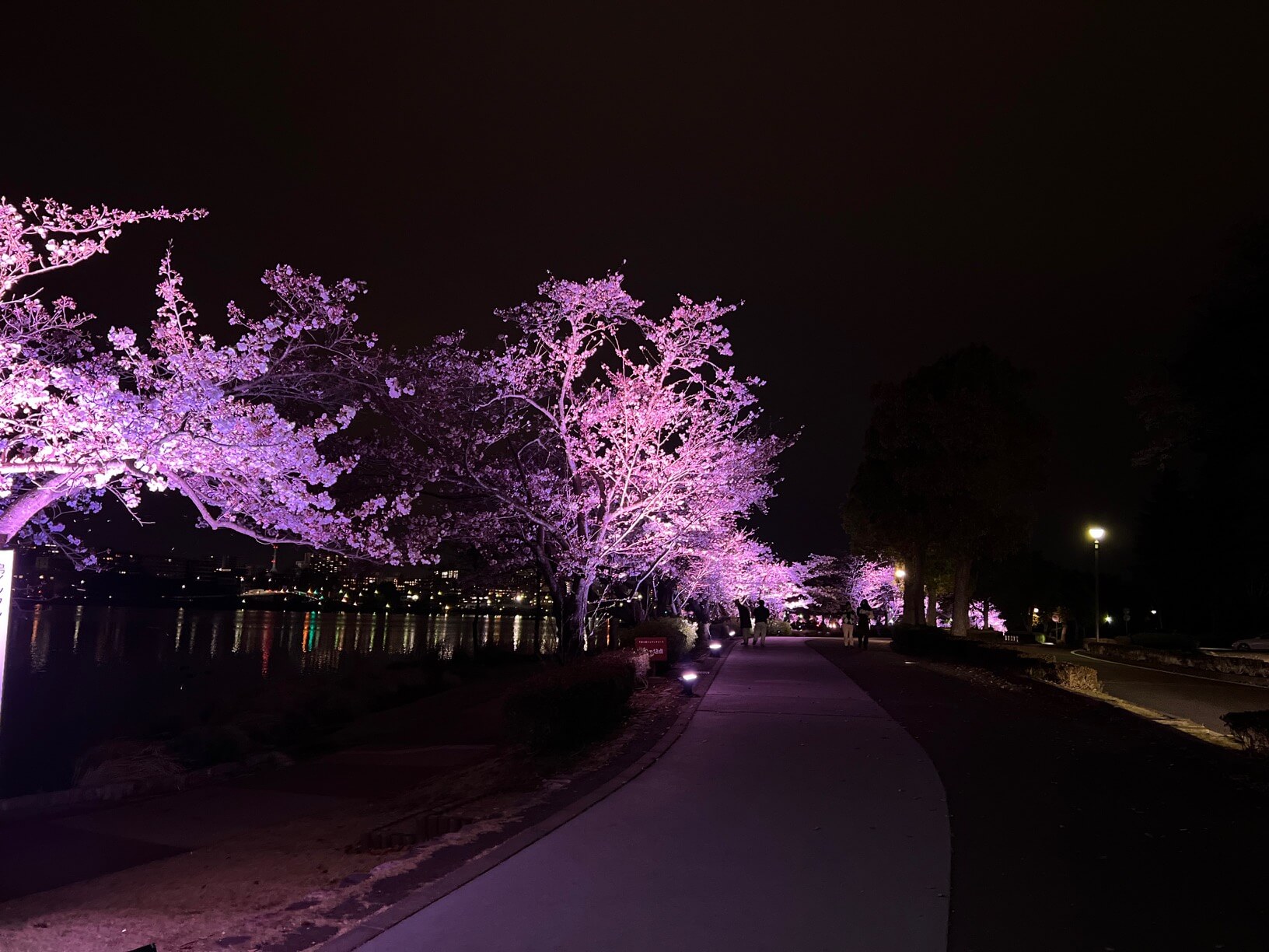 桜のライトアップ