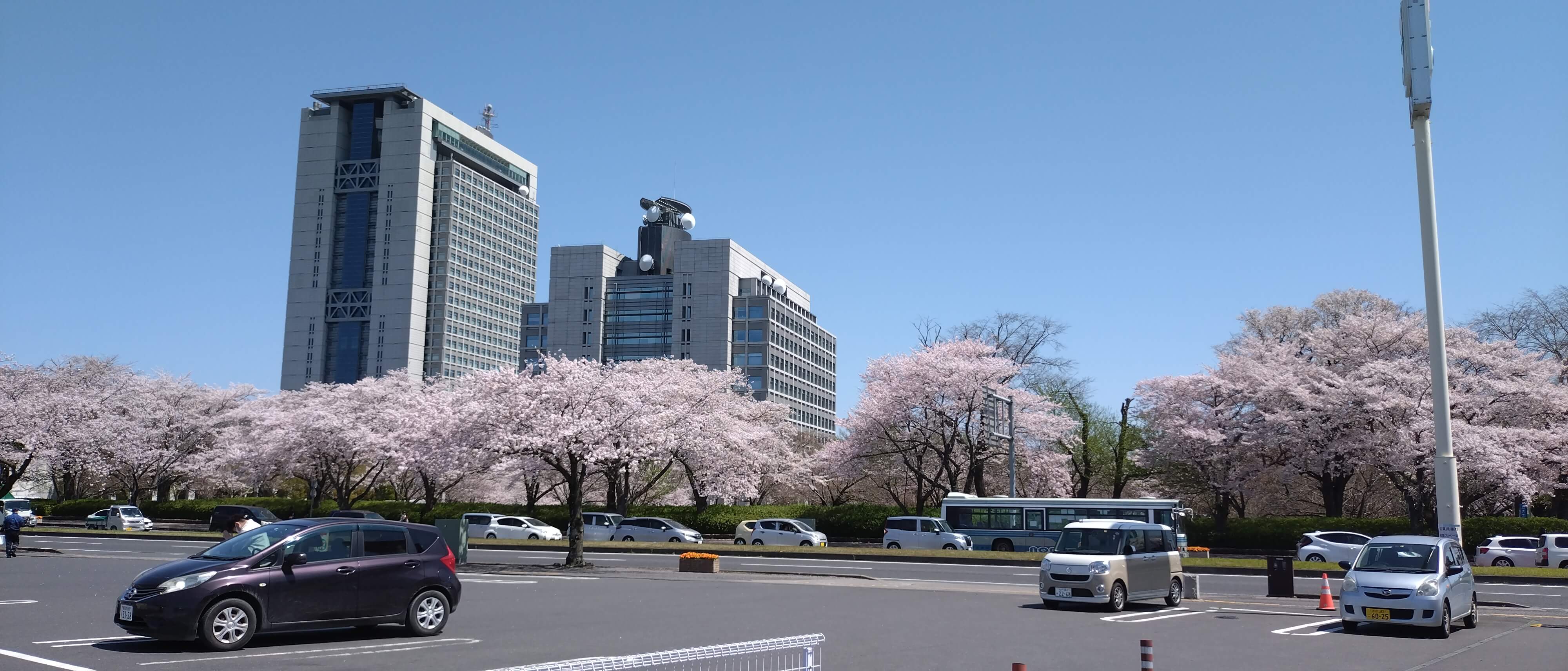 水戸営業所前からの県庁周辺の桜です!