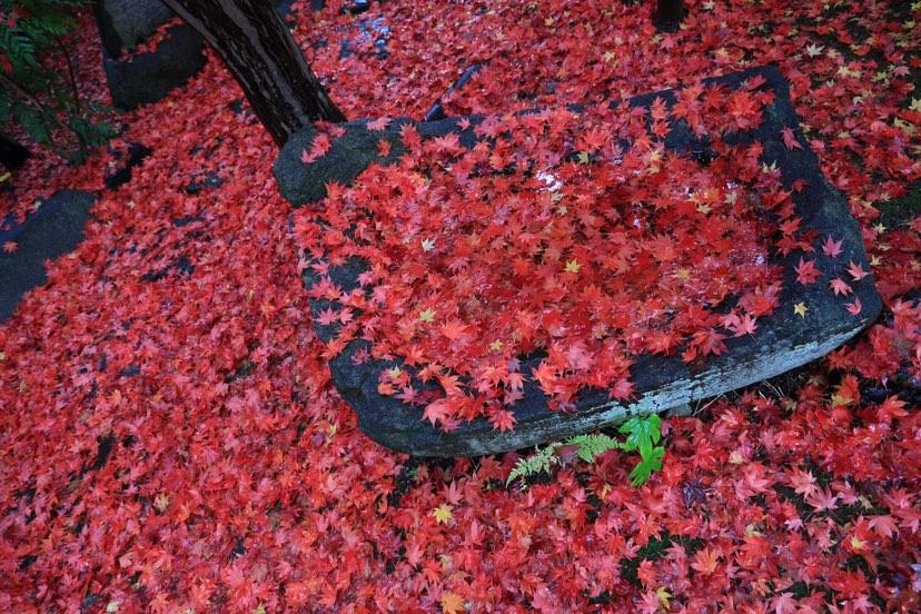 紅葉