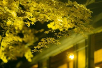 紅葉