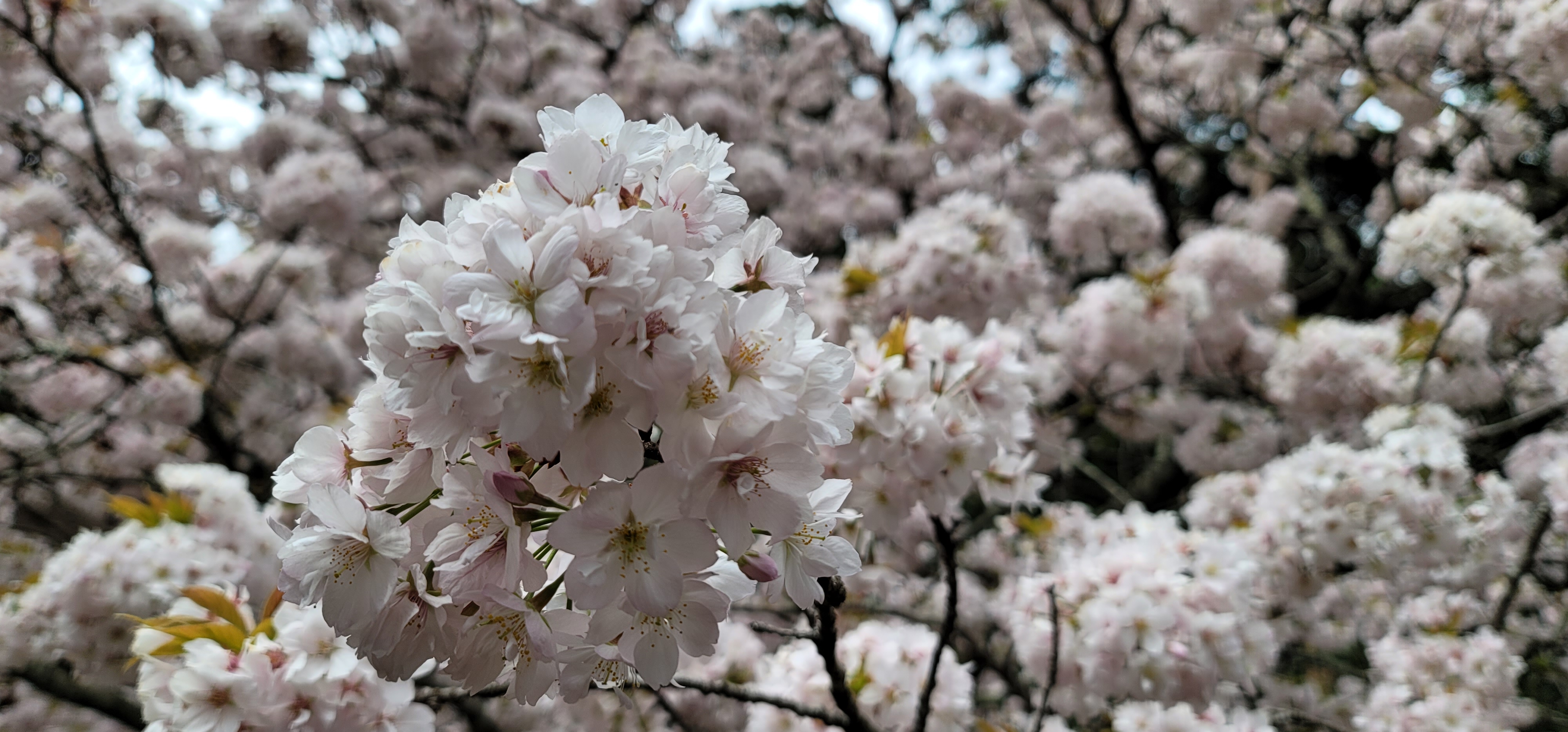 神社内の桜2
