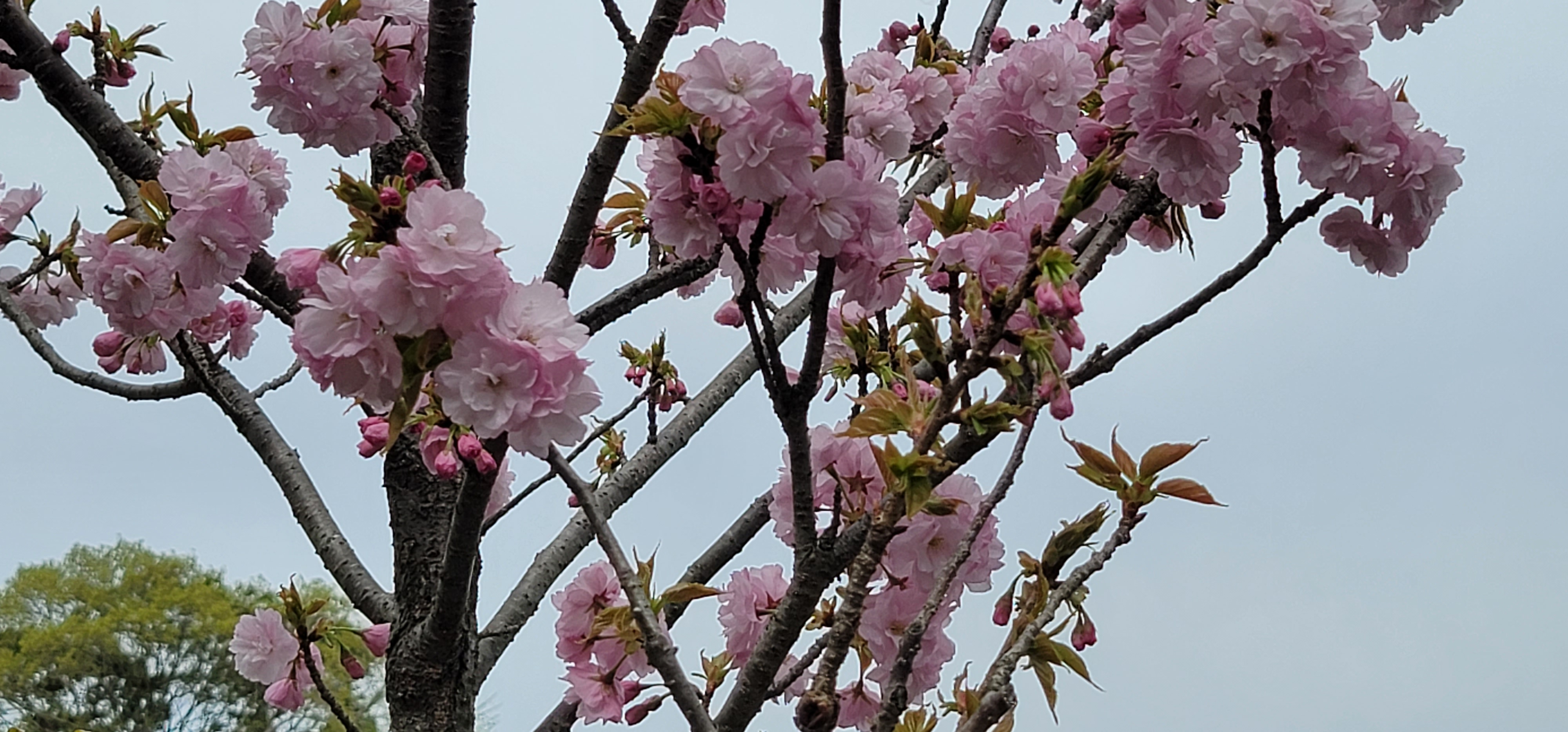 神社内の桜3
